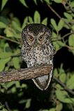 Whiskered Screech-Owlborder=